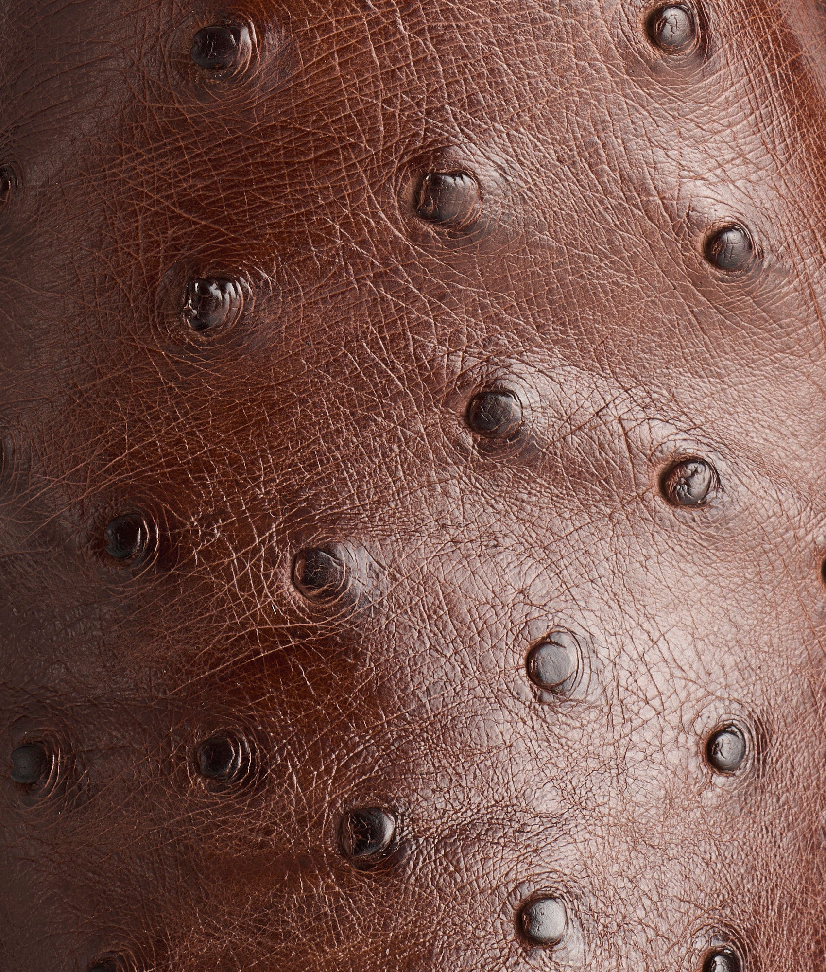 Augustus :: Sienna + Dark Brown - Image 8