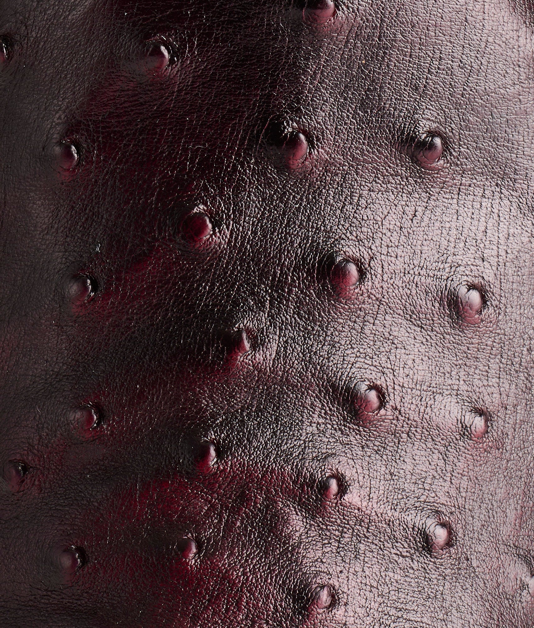 Augustus :: Black Cherry - Image 6