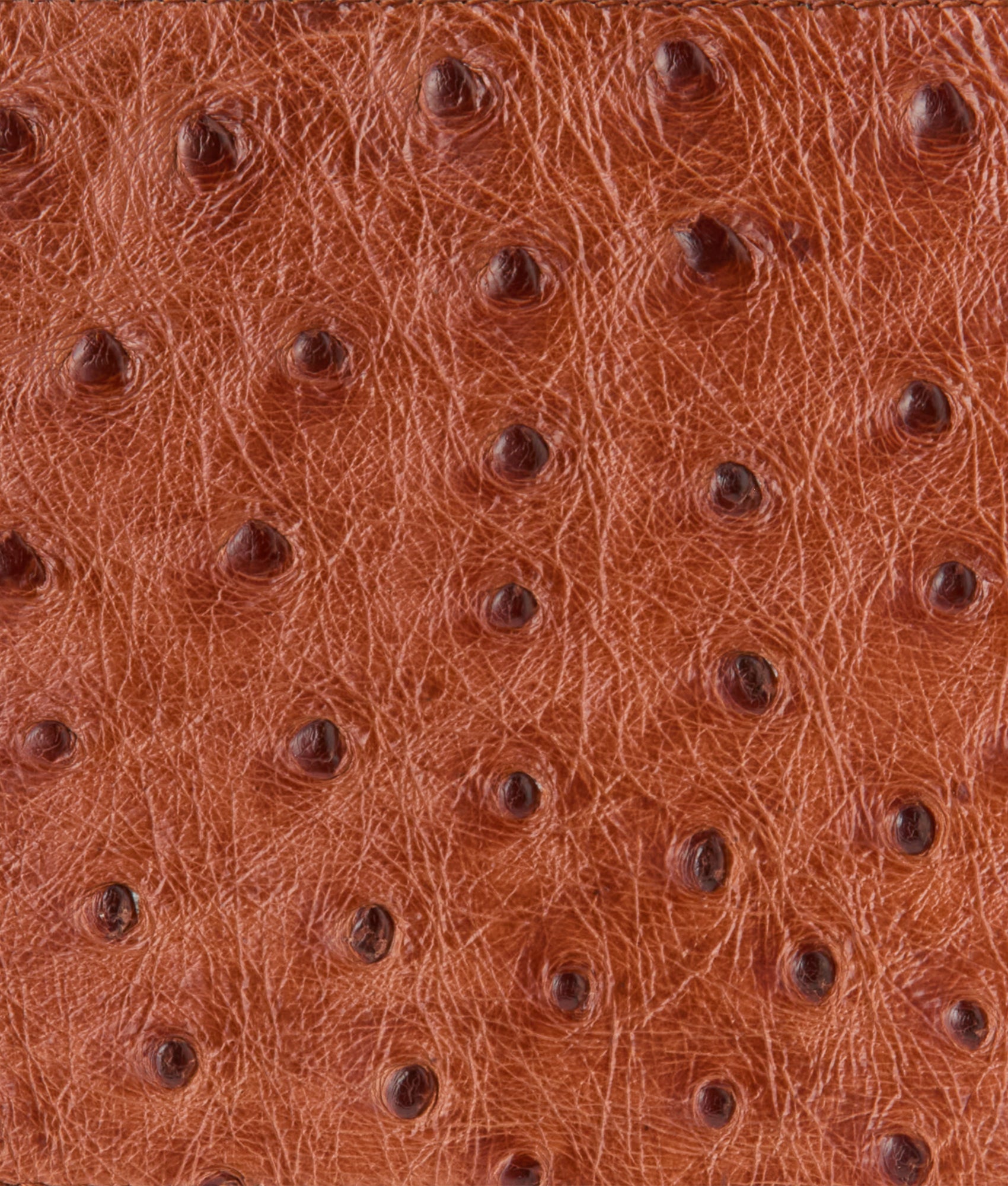 Hipster Wallet ?C Ostrich :: Cognac - Image 4