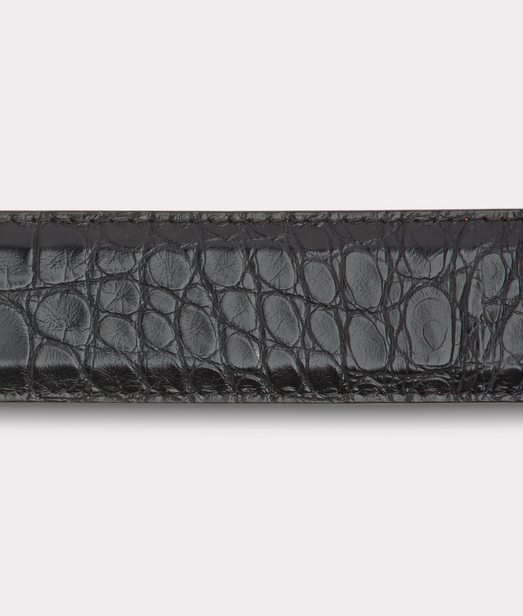 American Alligator :: Black - Image 6